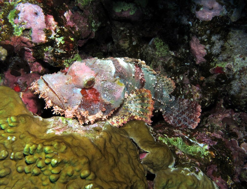 Scorpio - The Scorpionfish (image credits: wikimedia)