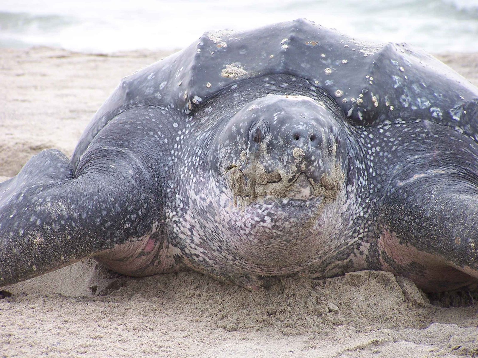 Sagittarius - The Leatherback Sea Turtle (image credits: wikimedia)