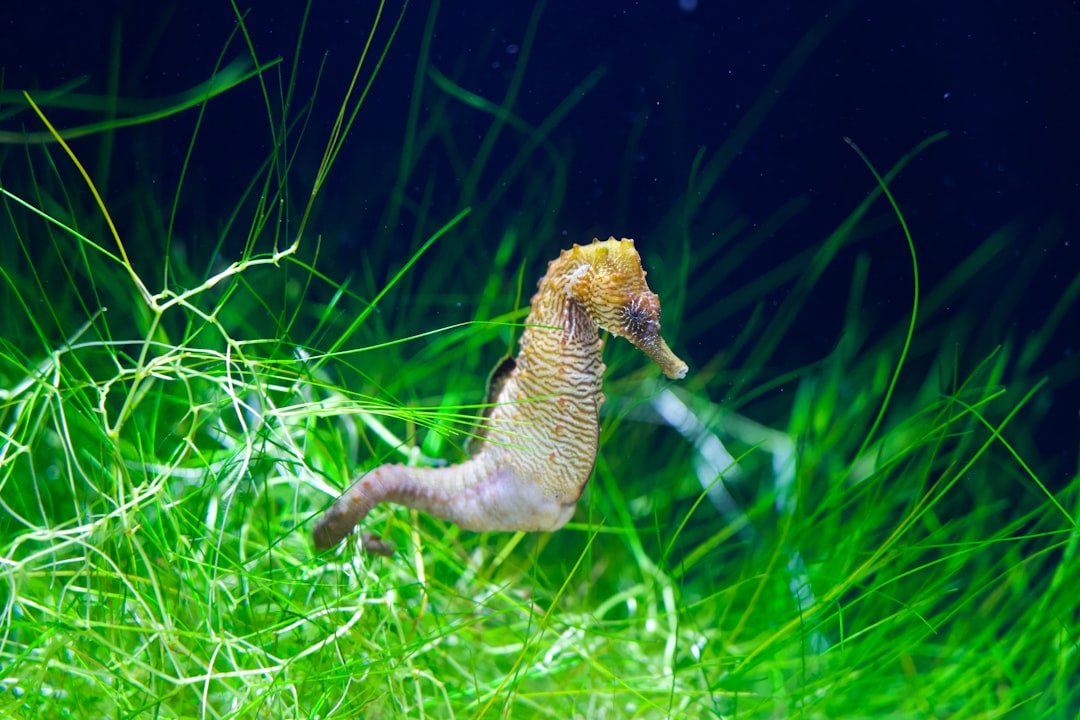 Pisces - The Seahorse (image credits: unsplash)