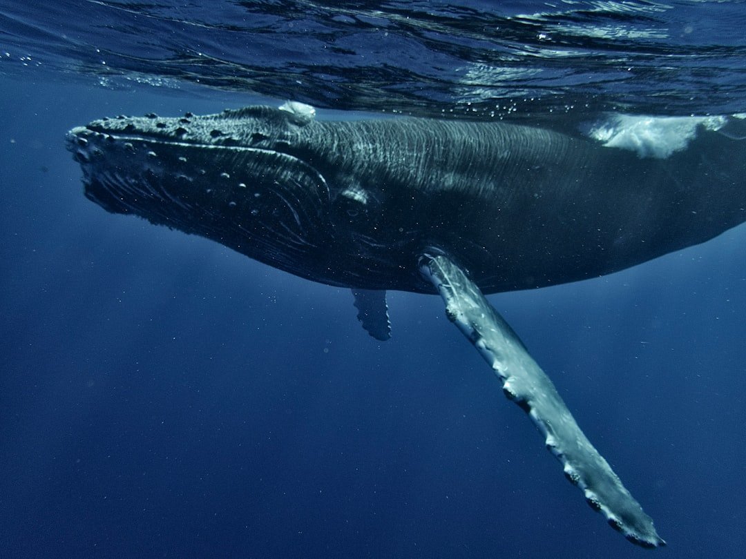 North Atlantic Right Whale: Listening Harder, Moving Faster (image credits: unsplash)