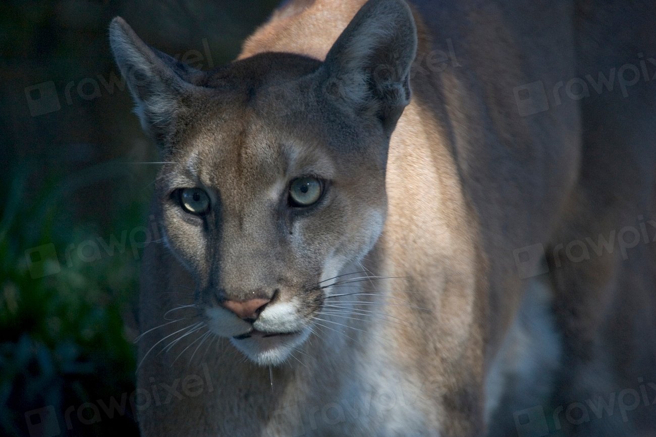 Florida Panther: Highways, Heartbeats, and the Corridor Bet (image credits: rawpixel)