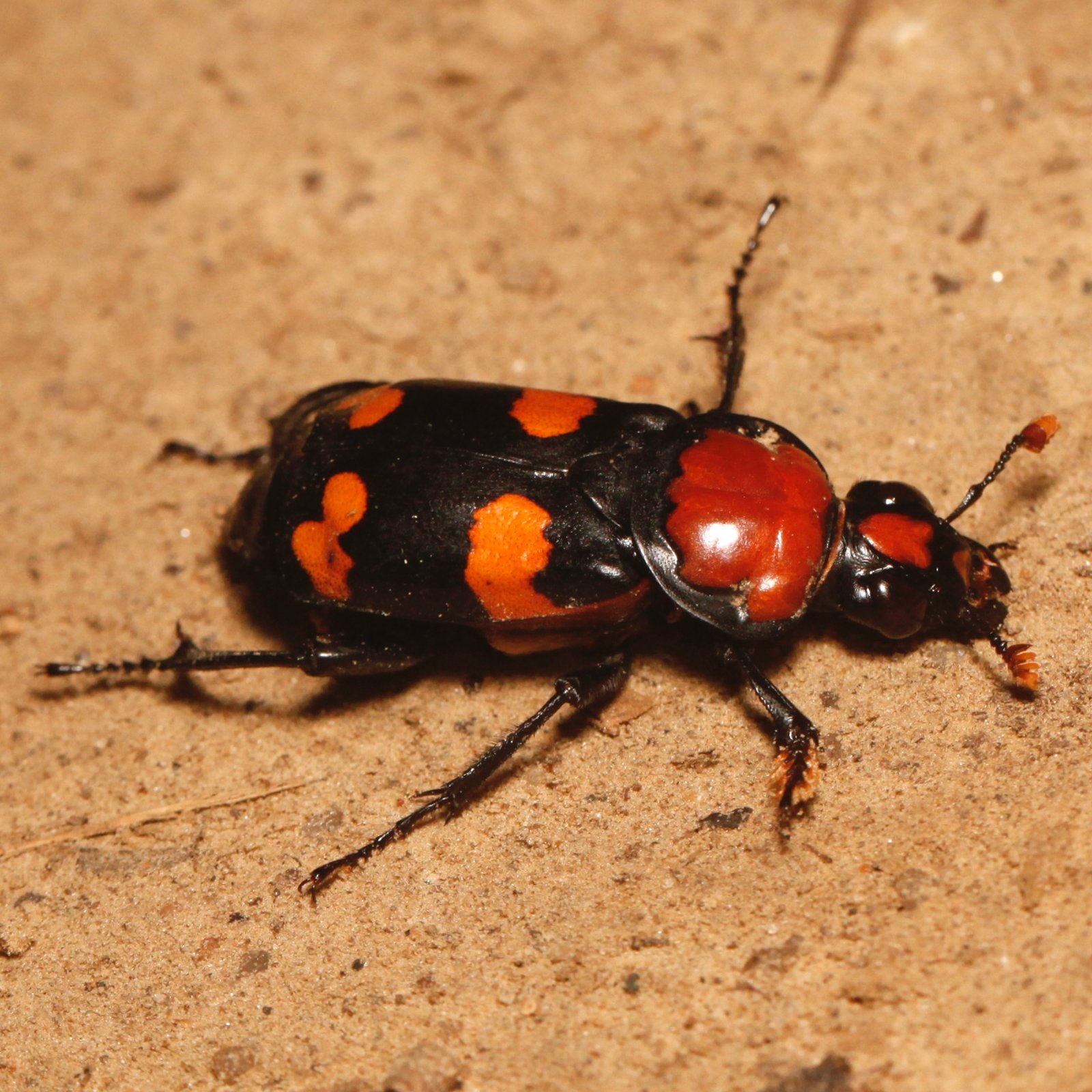 American Burying Beetle: The Night Engineer of the Prairie (image credits: wikimedia)