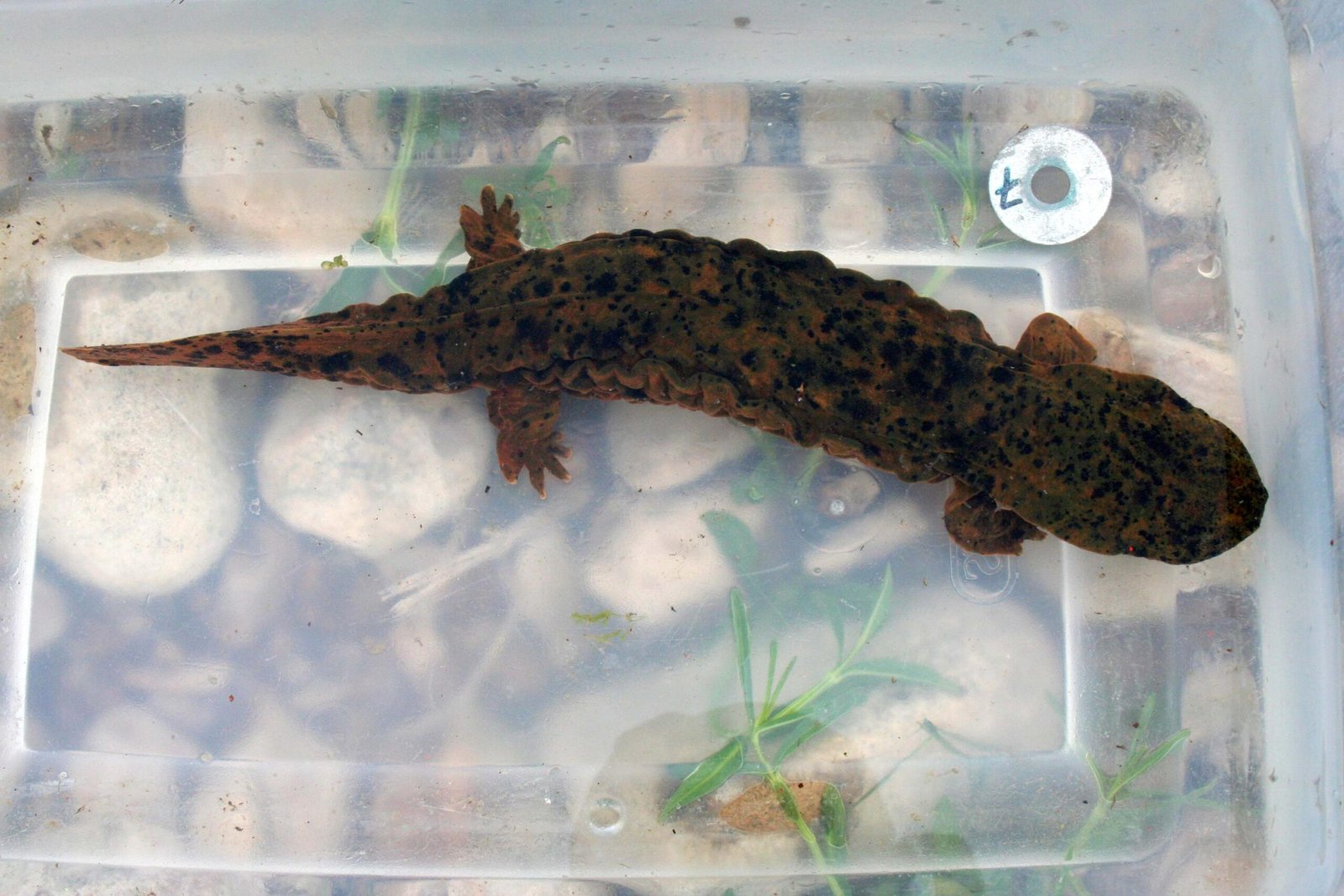 Ozark Hellbender: The River’s Gargoyle in Trouble (image credits: wikimedia)