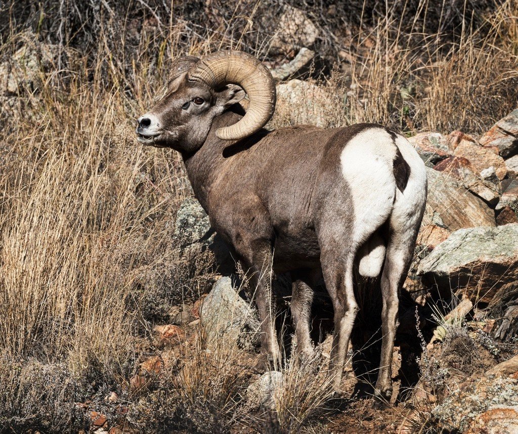 Sierra Nevada Bighorn Sheep: Snow Lines and Second Chances (image credits: rawpixel)