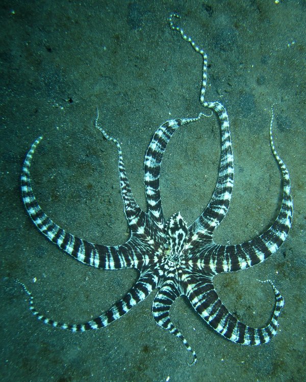 Contenders in the Currents (image credits: wikimedia)