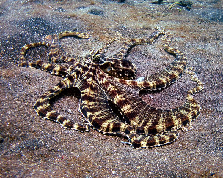 The Mimic Octopus: Shape‑Shifting Chaos (image credits: wikimedia)