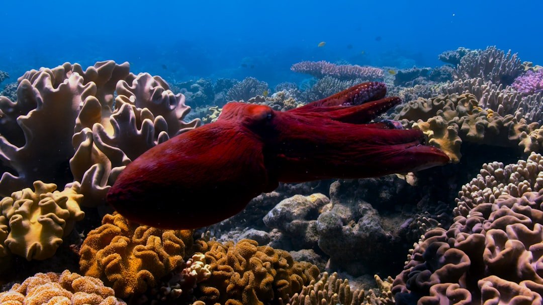 Squid Signals and Flash Decisions (image credits: unsplash)