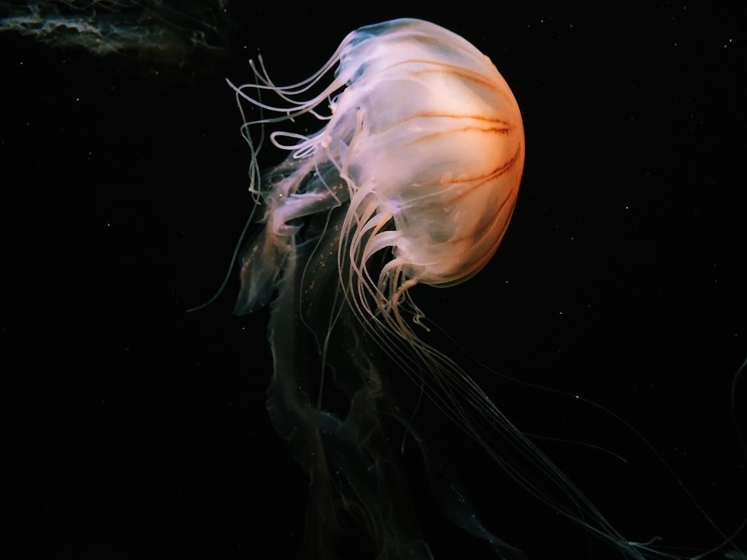 Jellyfish Drift: Elegance of Randomness (image credits: unsplash)