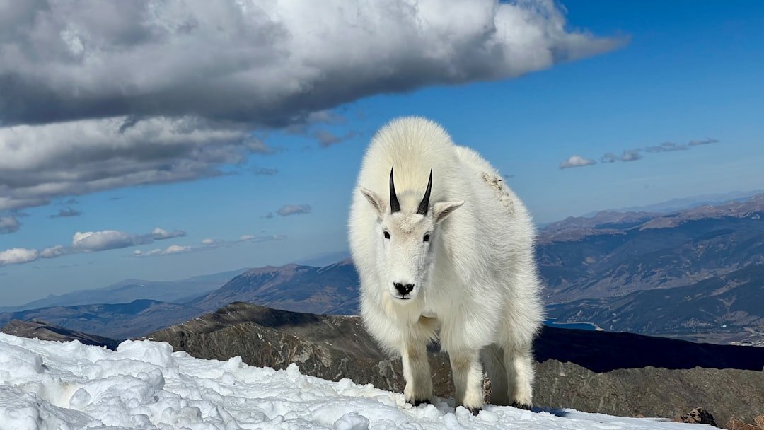 The Mountain Goat: Biology of an Icon (image credits: unsplash)
