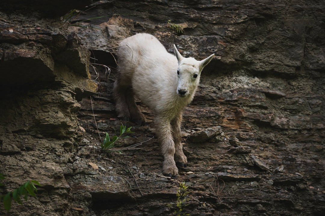 The Capricorn Archetype in the Brain (image credits: unsplash)