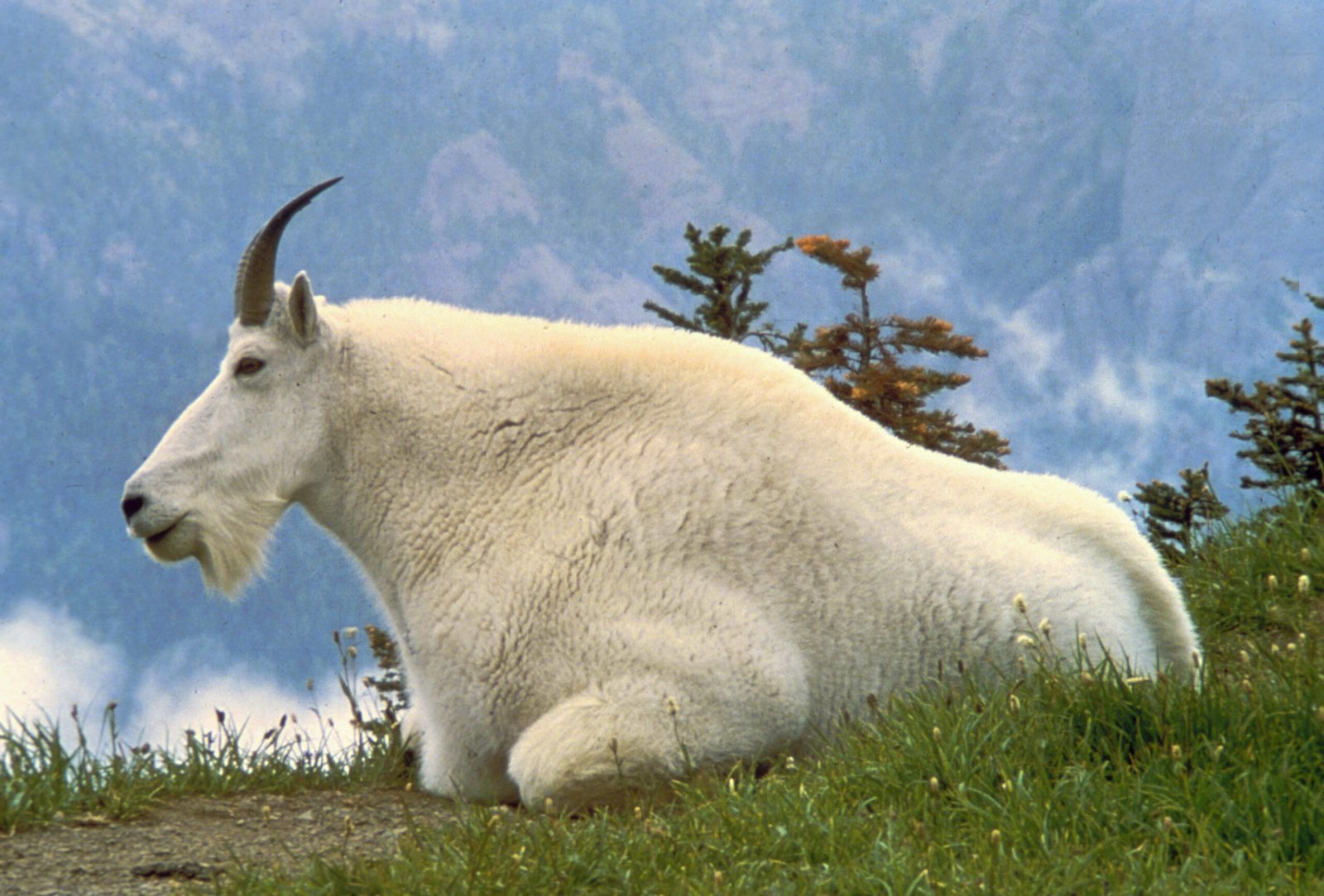 Why It Matters (image credits: wikimedia)
