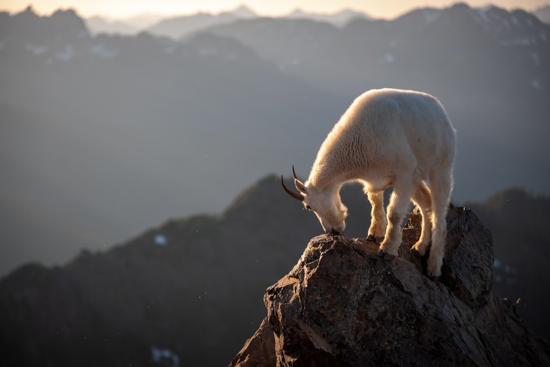 Global Perspectives (image credits: unsplash)