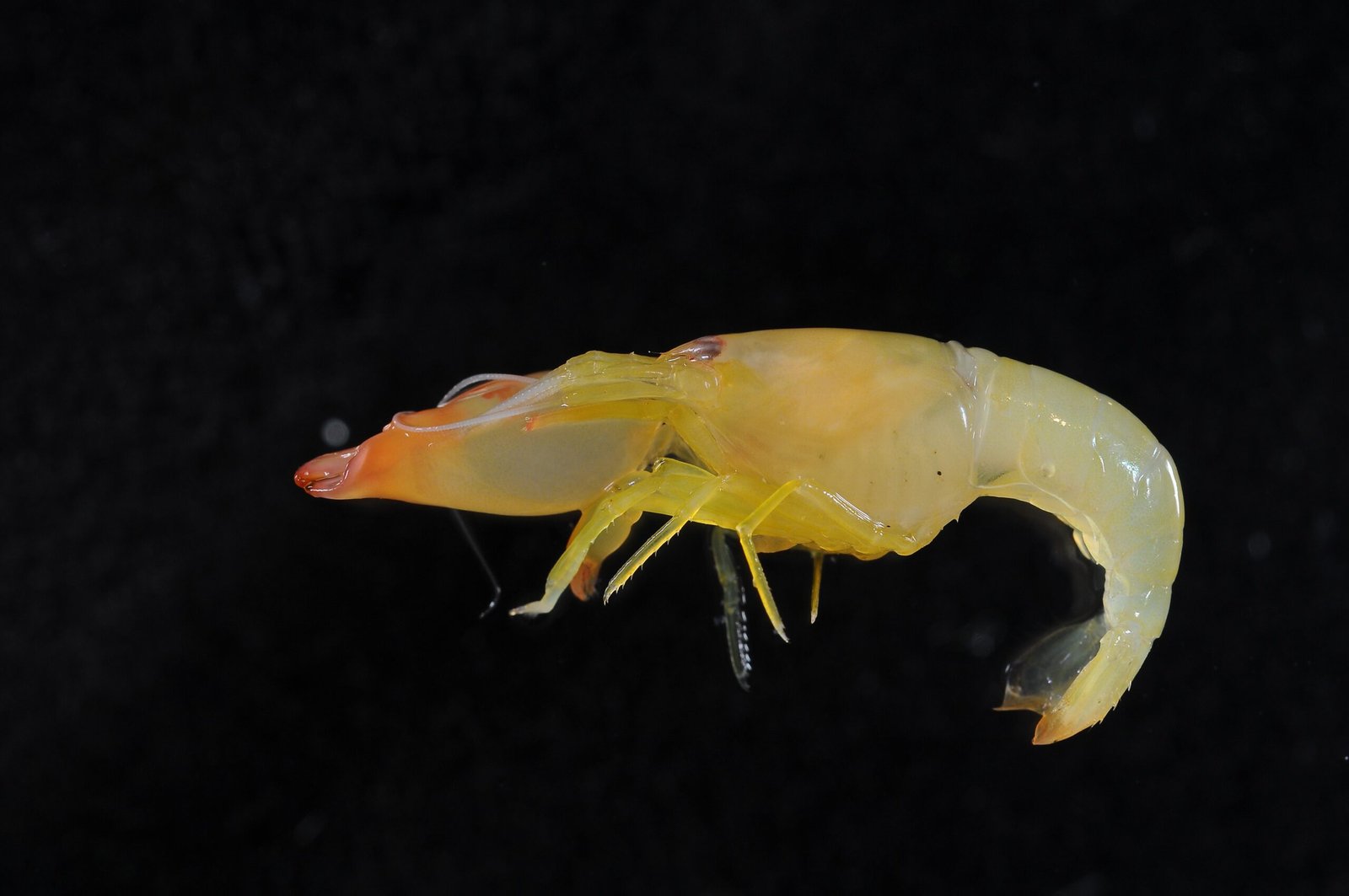 Pistol Shrimp: The Underwater Shockwave (image credits: wikimedia)