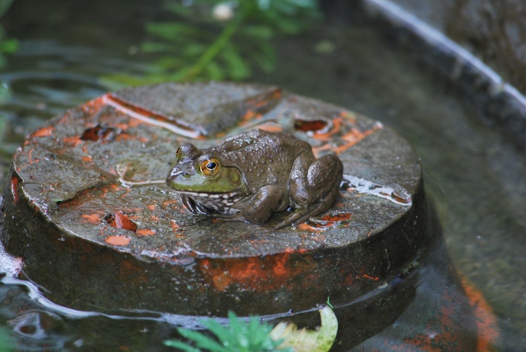 Wood Frogs: Freeze, Don’t Die (image credits: unsplash)