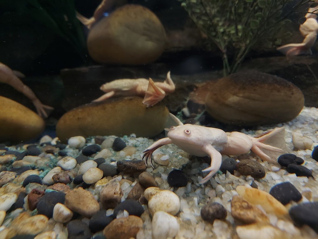 Axolotls: Regeneration Without Scars (image credits: unsplash)