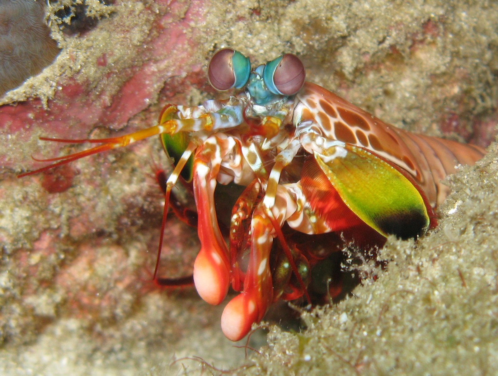 Mantis Shrimps: Speed, Impact, and Technicolor Vision (image credits: wikimedia)