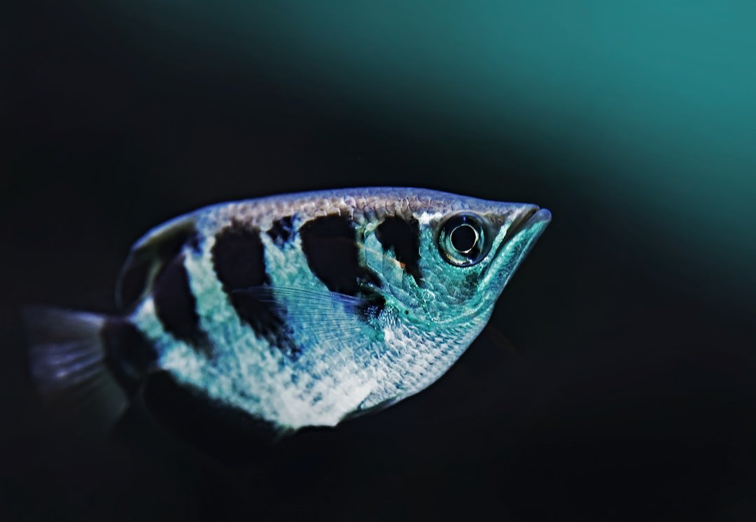 Archerfish: Ballistics From a Leafy Firing Range (image credits: unsplash)