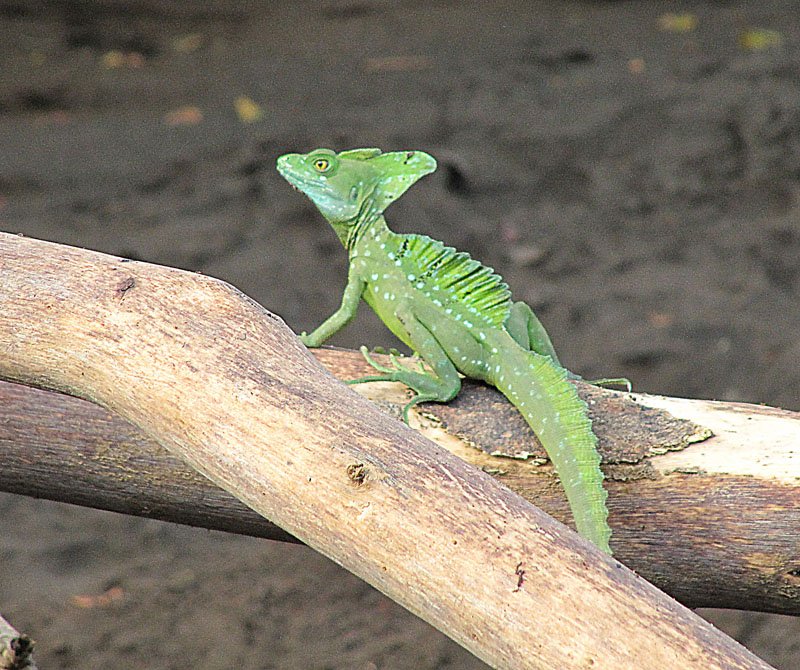 Basilisk Lizards: Running on Water, Literally (image credits: wikimedia)