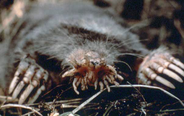 Star-Nosed Moles: Touch at the Speed of Need (image credits: wikimedia)