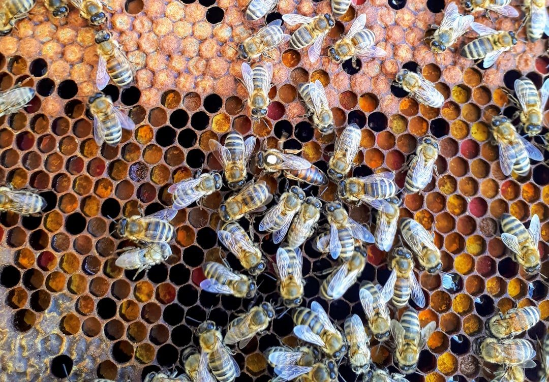 Honeybee: The Industrious Networker (image credits: unsplash)