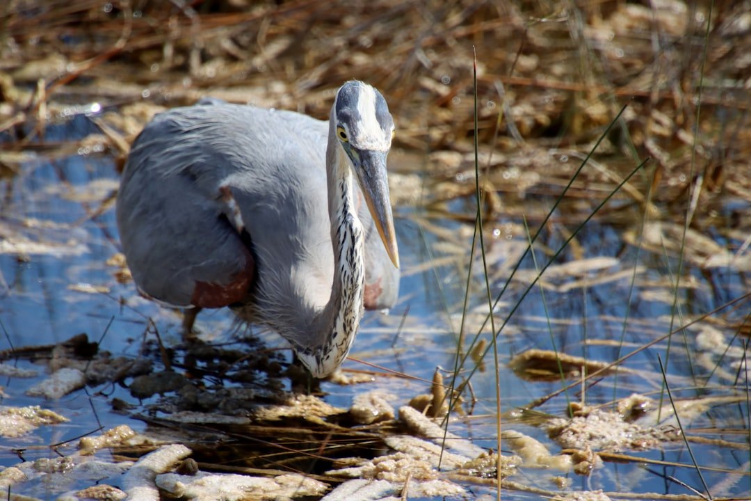 Heron: The Patient Strategist (image credits: unsplash)