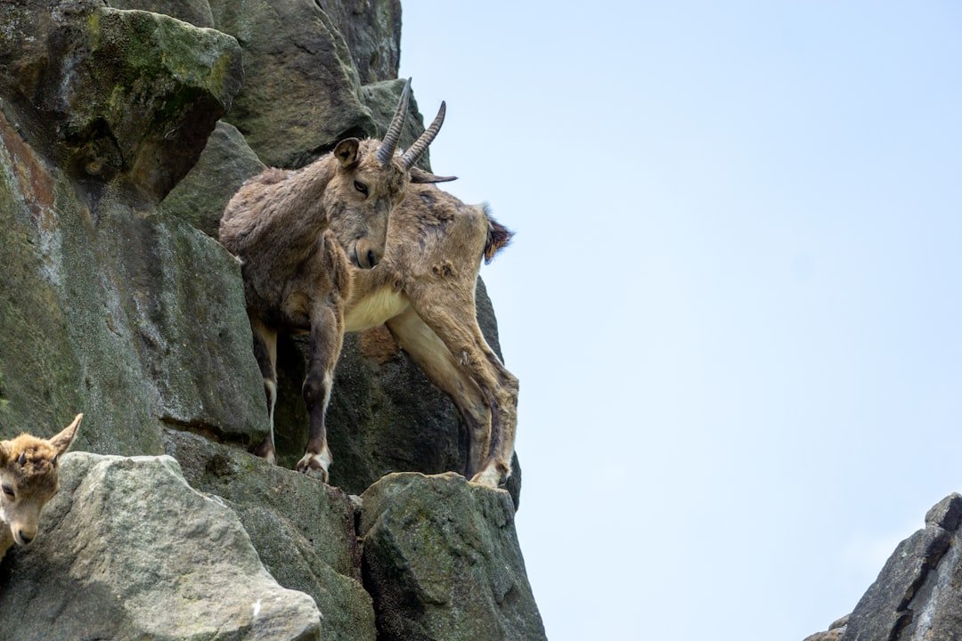 Goat (Ibex): The Surefooted Planner (image credits: unsplash)
