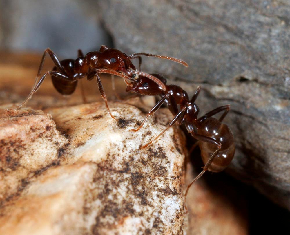 Ant: The Organized Collaborator (image credits: wikimedia)