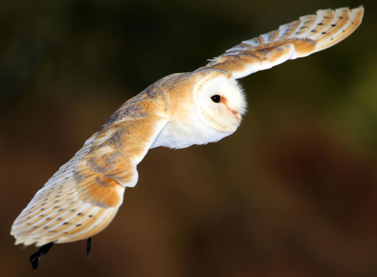 Owl: The Discerning Observer (image credits: wikimedia)