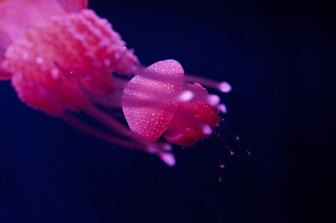 Taste Maps of the Sea (image credits: unsplash)