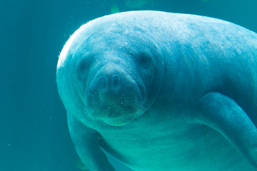 Plant-Forward Palates: Manatees, Green Turtles, and Salad Lovers (image credits: unsplash)
