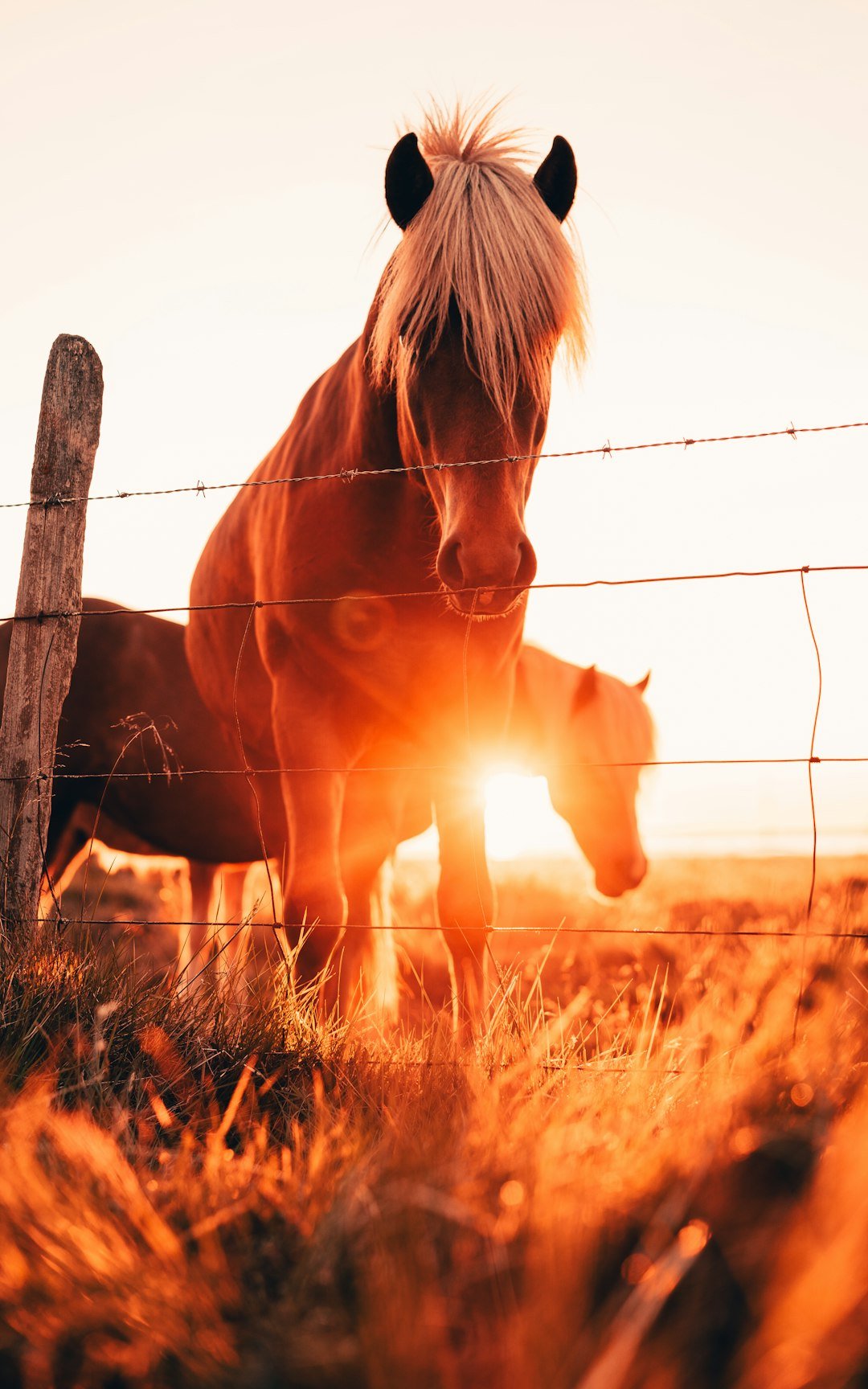 The Fire Horse Year (image credits: unsplash)