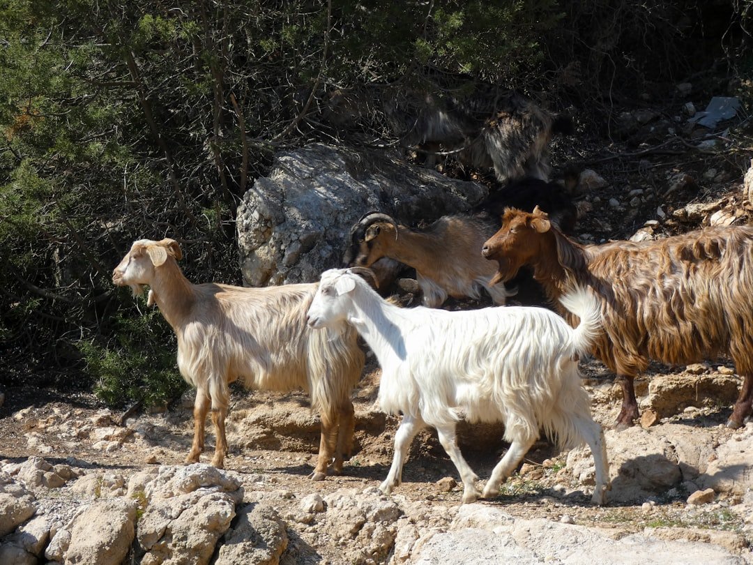 The Lucky Quartet: Tiger, Dog, Goat, and Horse (image credits: unsplash)
