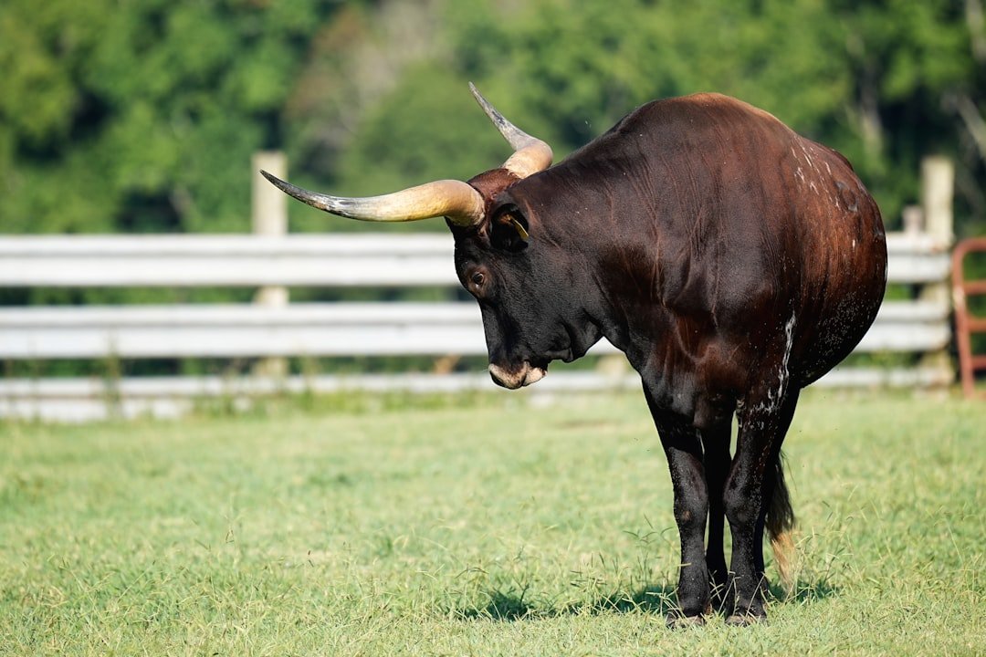 The Bull: Grounded Power Under Pressure (image credits: unsplash)