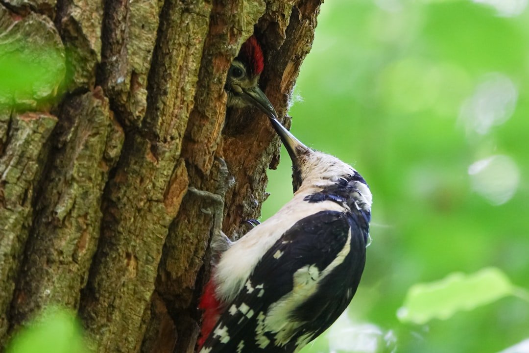 Red-cockaded Woodpecker: From Desperate to Downgraded (image credits: unsplash)