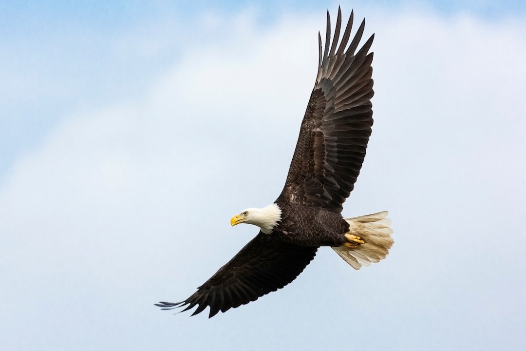 Bald Eagle: America's Symbol Soars Again (image credits: unsplash)