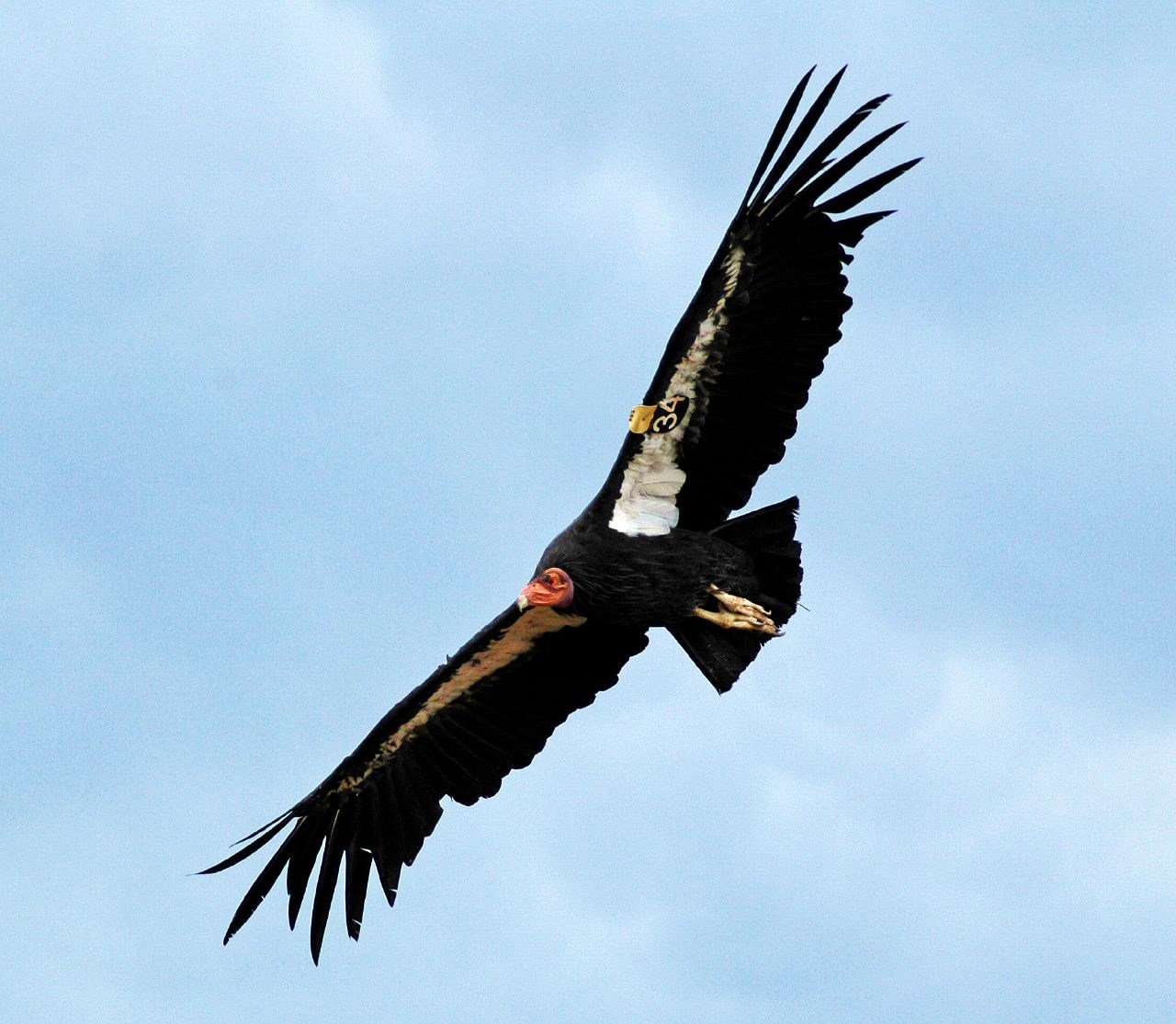 California Condor: Giants Learning to Fly Free (image credits: wikimedia)