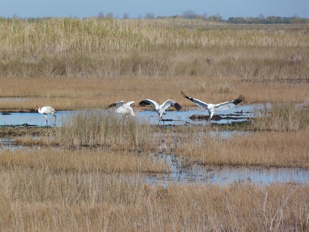 Whooping Crane: Teaching Giants to Migrate (image credits: flickr)