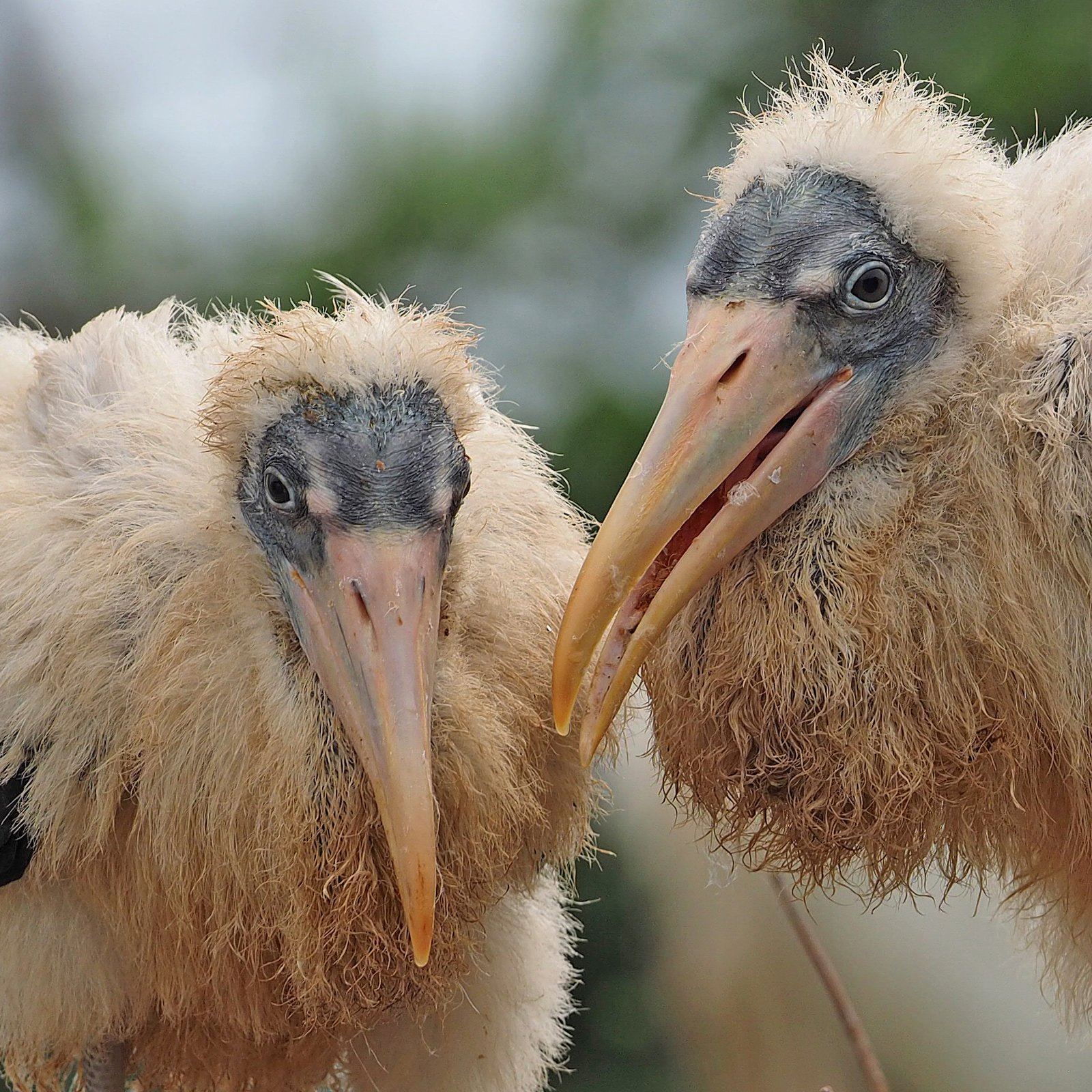 Wood Stork: Wading Back to Stability (image credits: wikimedia)