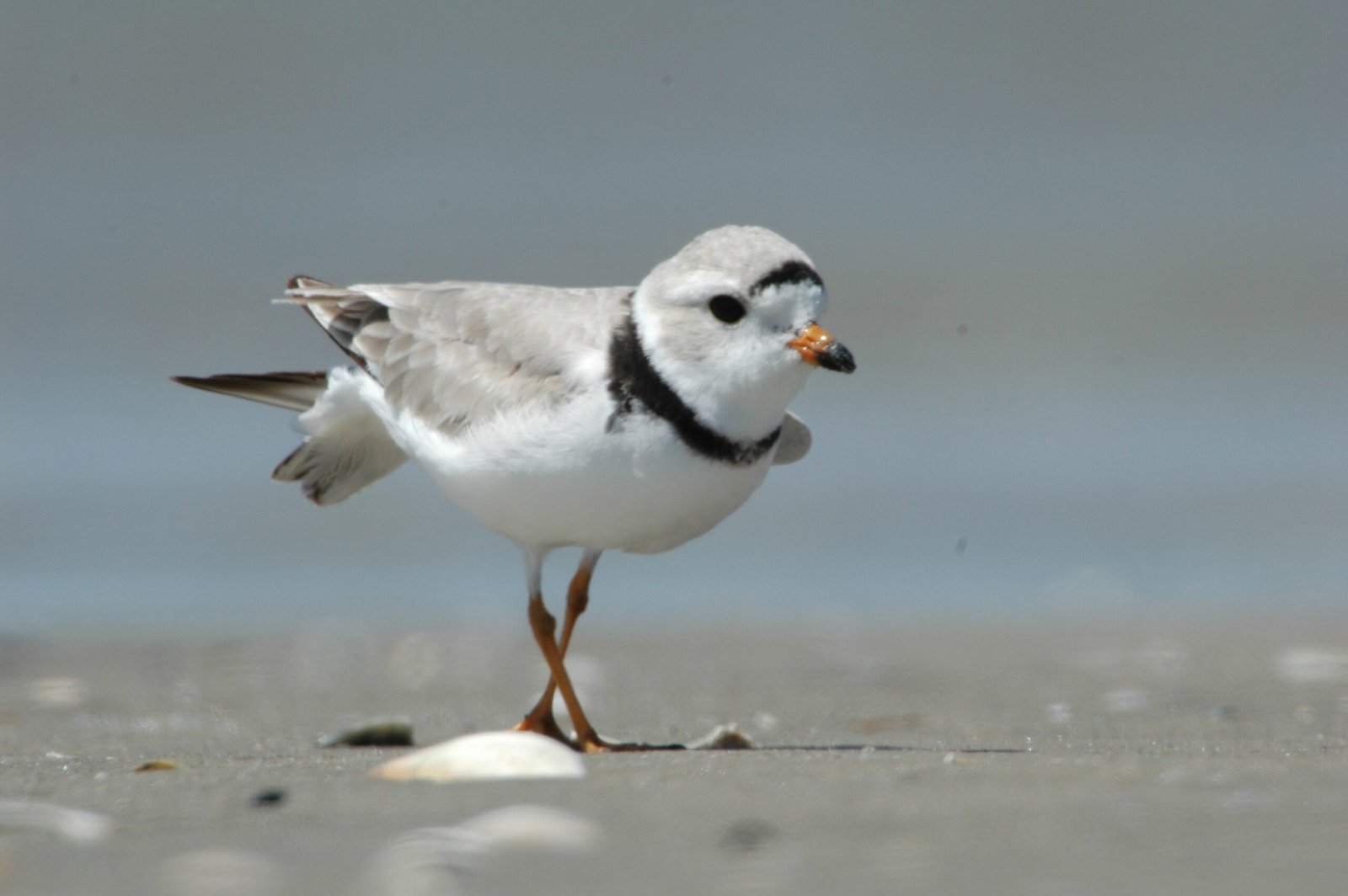 Piping Plover: Small Bird, Big Impact (image credits: wikimedia)
