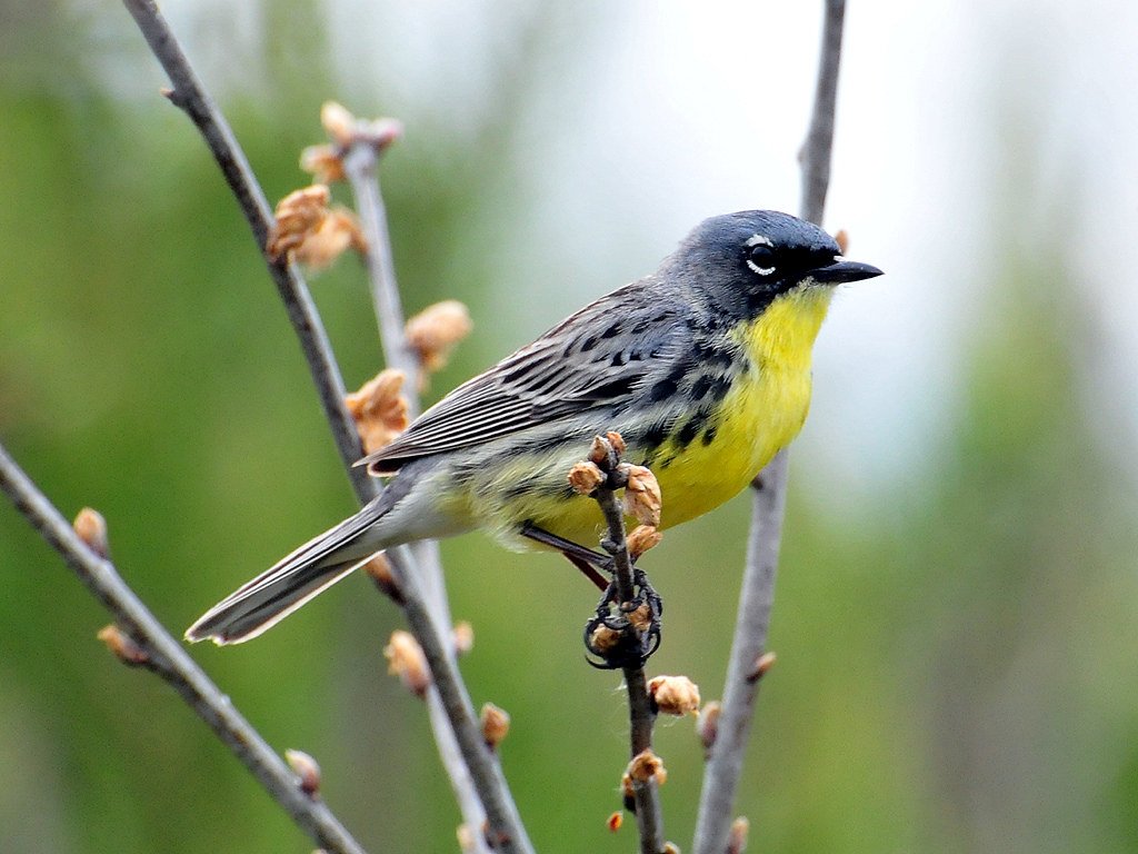 Kirtland's Warbler: Fire as a Conservation Tool (image credits: flickr)