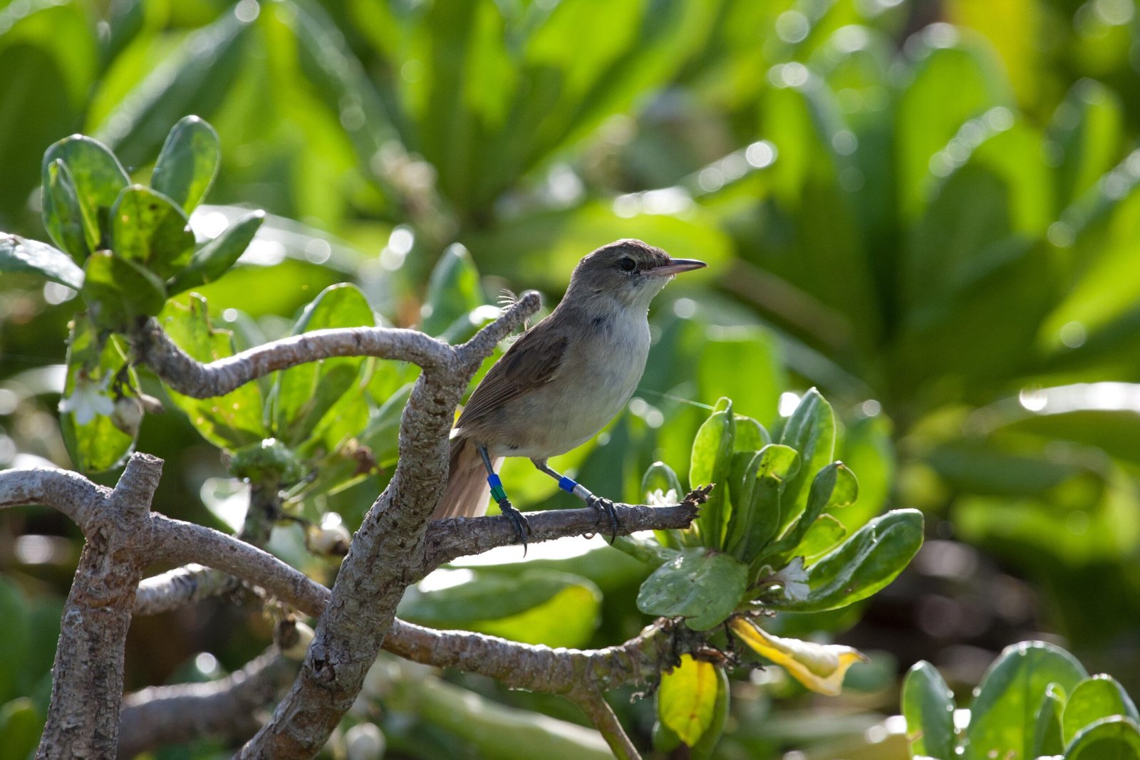 Hawaiian Millerbird: Island Innovation (image credits: wikimedia)