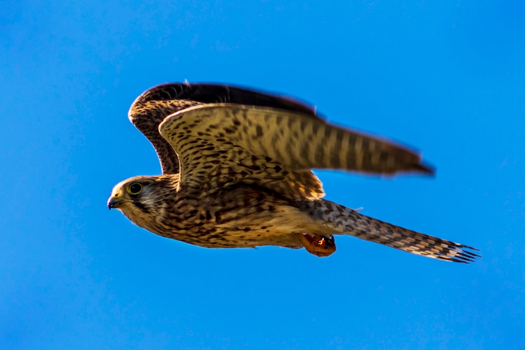 8 Bird Species Making a Comeback in the U.S. – Thanks to Conservation Science