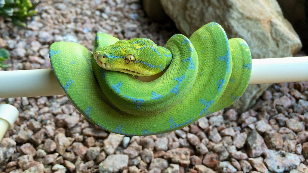 The Snake: Master of Radical Transformation (image credits: flickr)