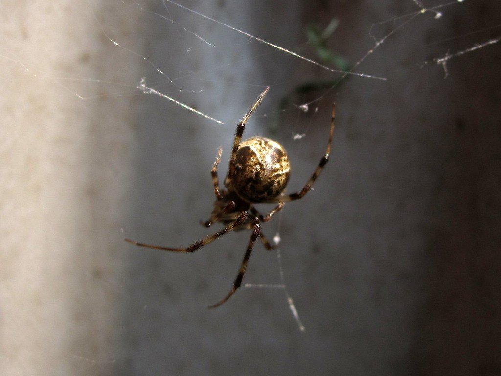 The Spider: Master Weaver of Hidden Connections (image credits: flickr)