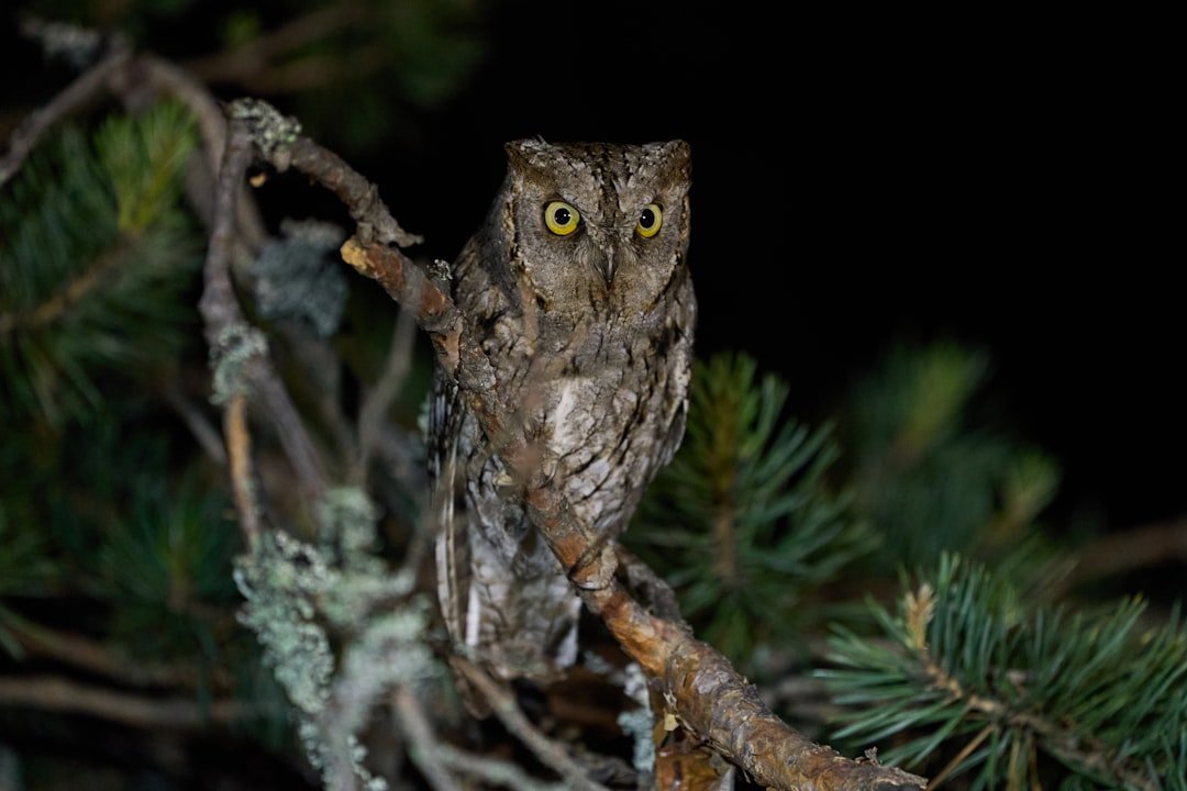 The Owl: Guardian of Nighttime Mysteries (image credits: unsplash)