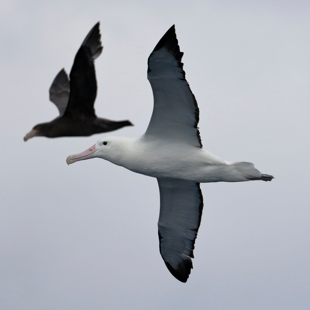 Conservation Science Reveals the Spirit Animal Connection (image credits: flickr)