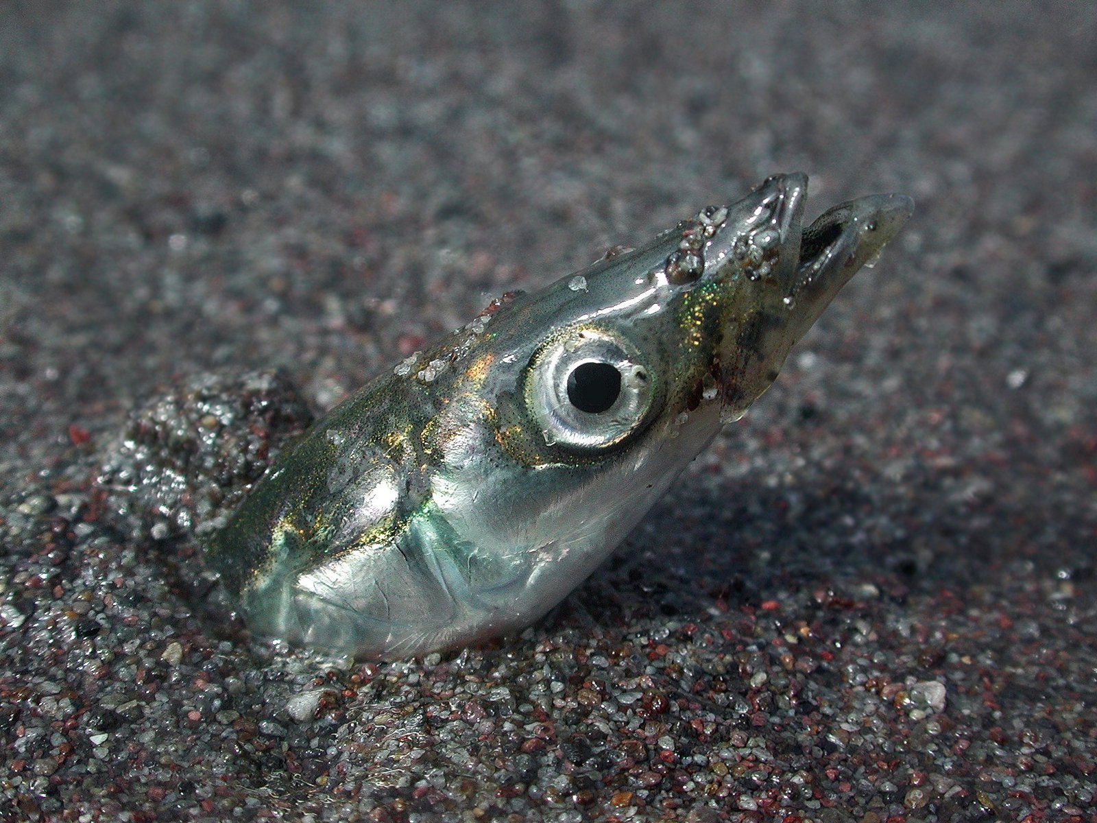 The Hidden Clues (image credits: wikimedia)
