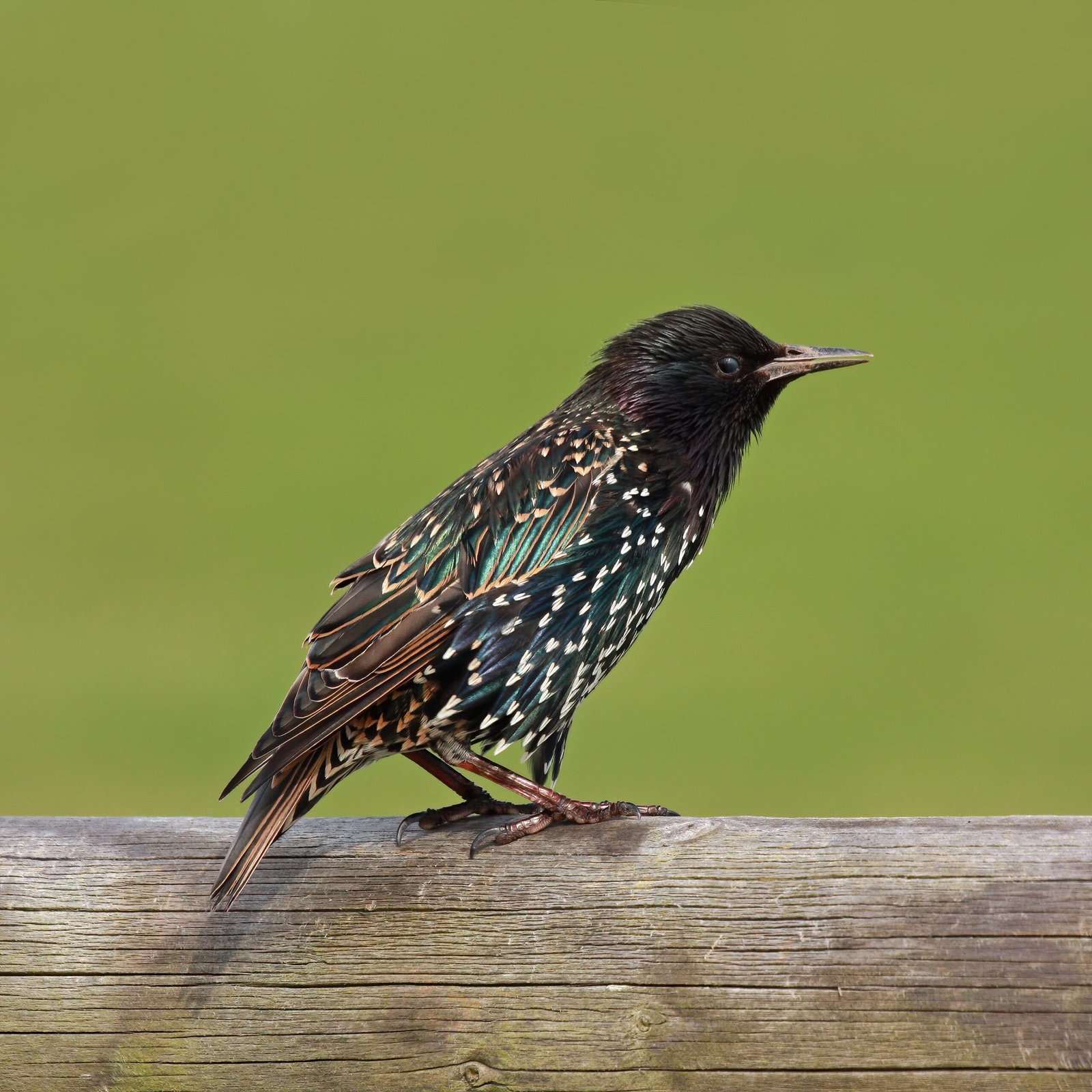 The European Starling: Master of Vocal Mimicry and Social Chaos (image credits: wikimedia)