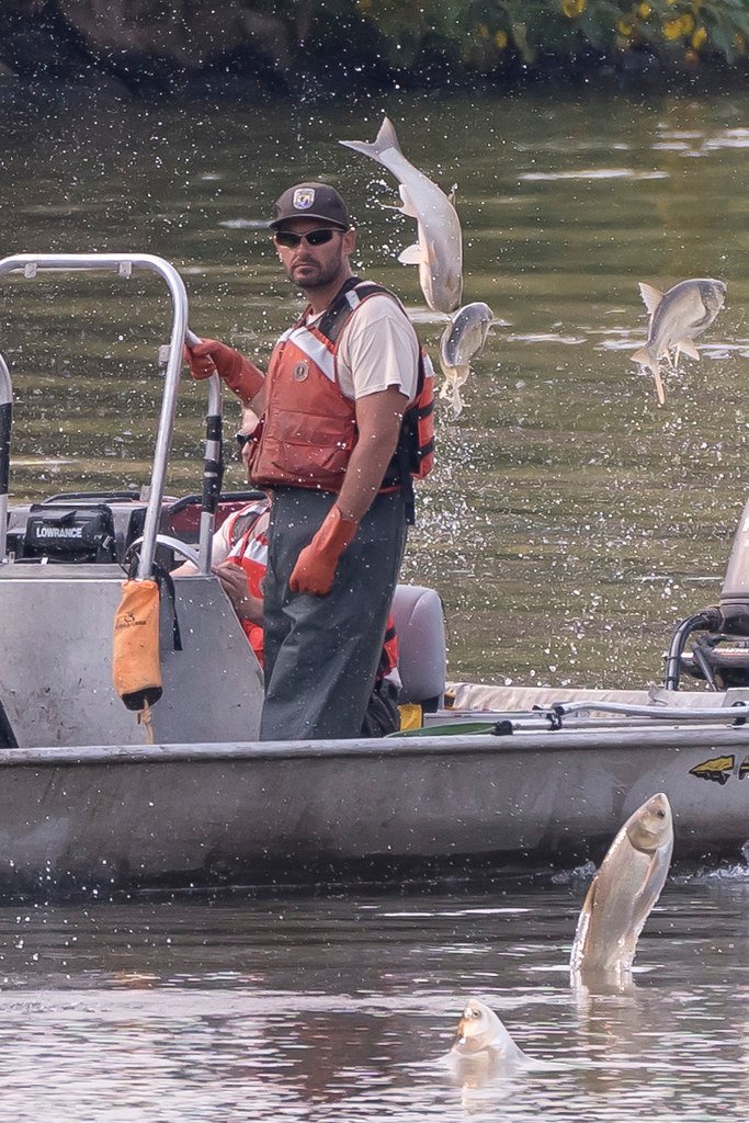 The Asian Carp: Jumping Into New Territories (image credits: flickr)