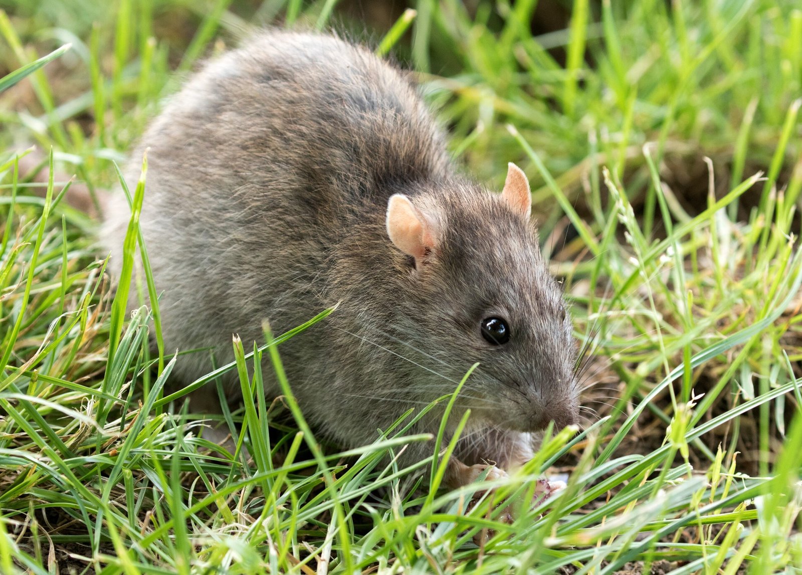 The Norway Rat: Urban Intelligence and Everywhere Presence (image credits: wikimedia)